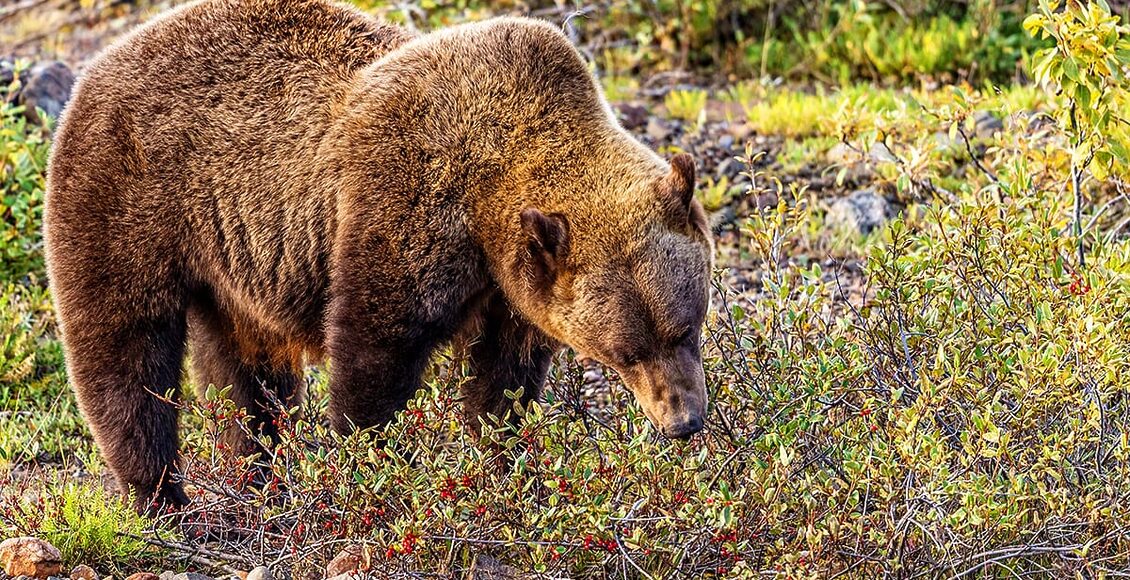 Grizzly Tom Tietz