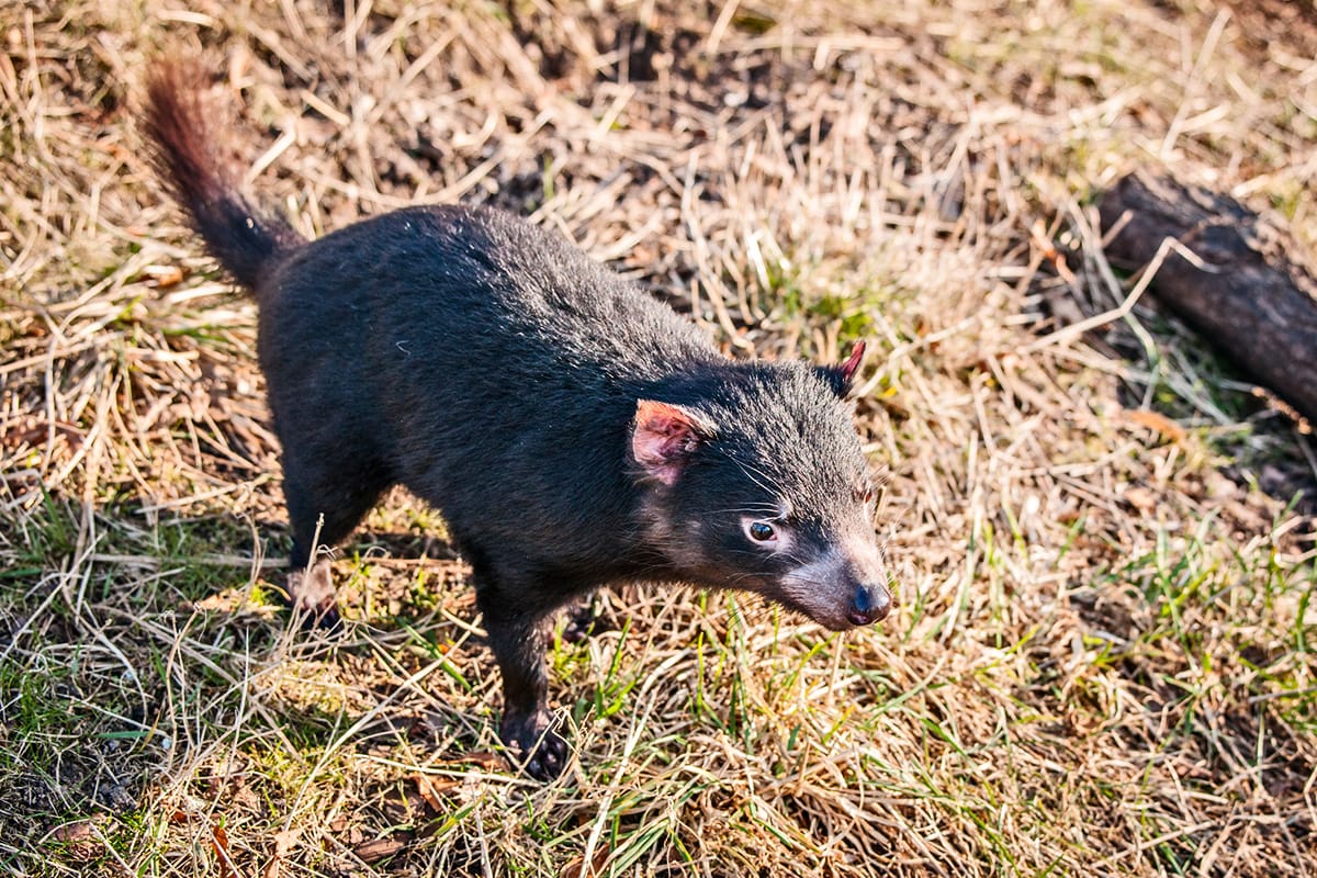 Tasmanský čert