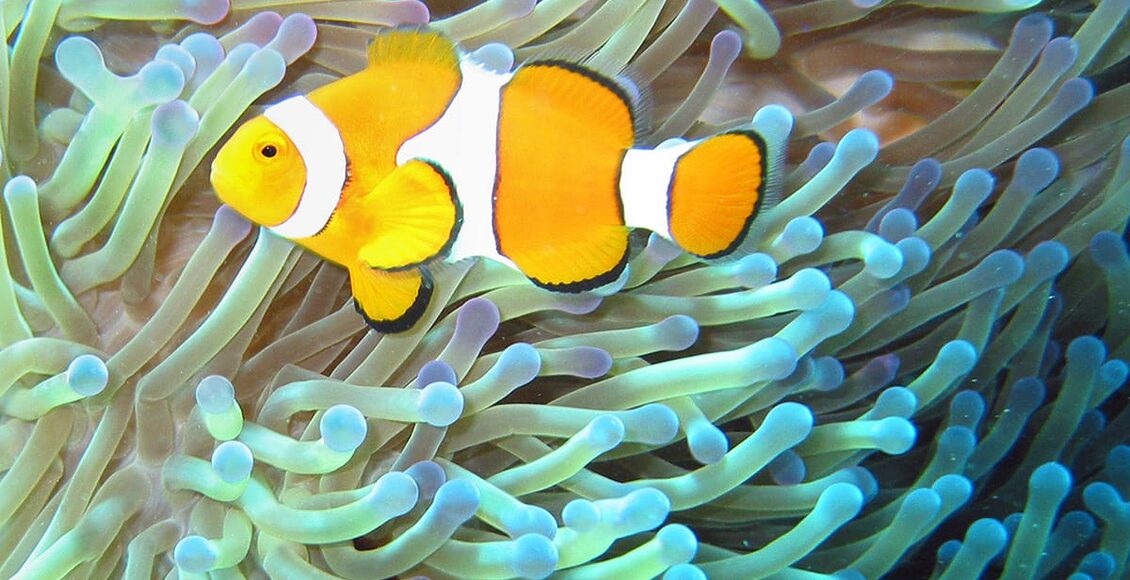 ©-Jan-Derk—Clownfish-on-Great-Barrier-Reef