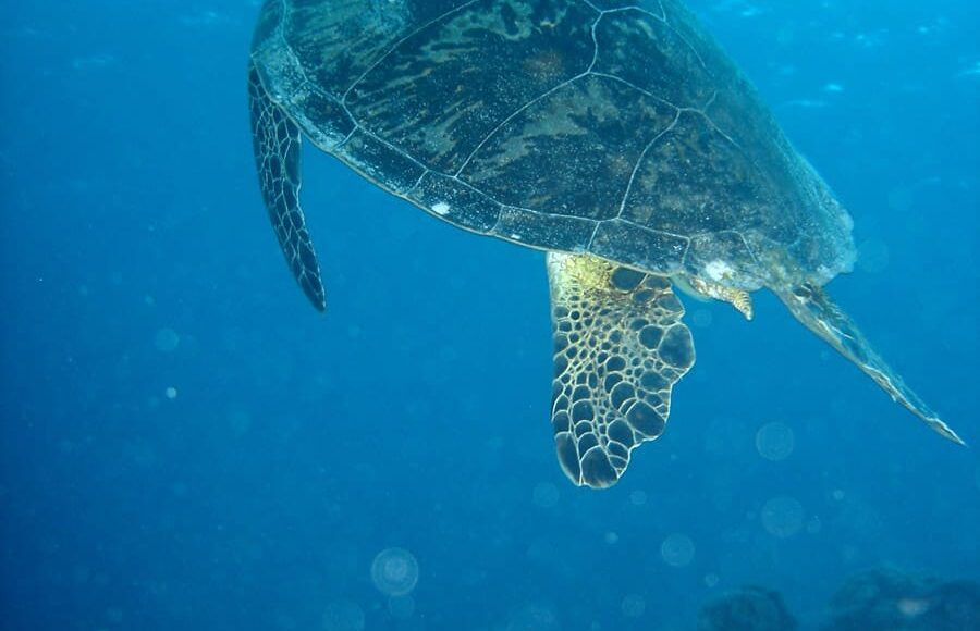 ©-Nize-CC-BY-2.5—Turtle-on-Great-Barrier-Reef