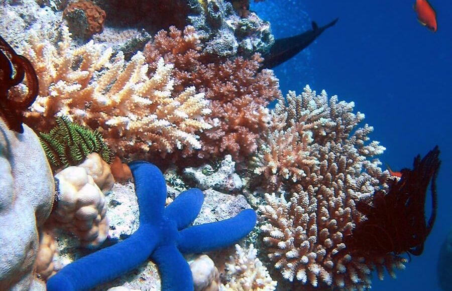 ©-Richard-Ling,-CC-BY-SA-3.0—Lighthouse,-Ribbon-Reefs,-Great-Barrier-Reef