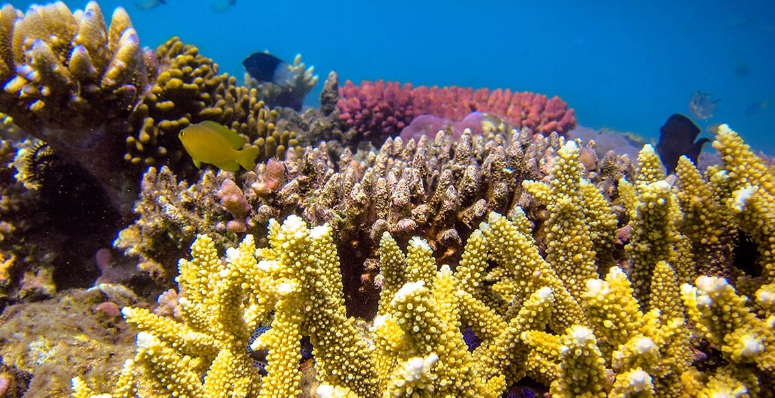 ©-Ryan-McMinds-CC—Acropora-and-fish,-Lizard-Island