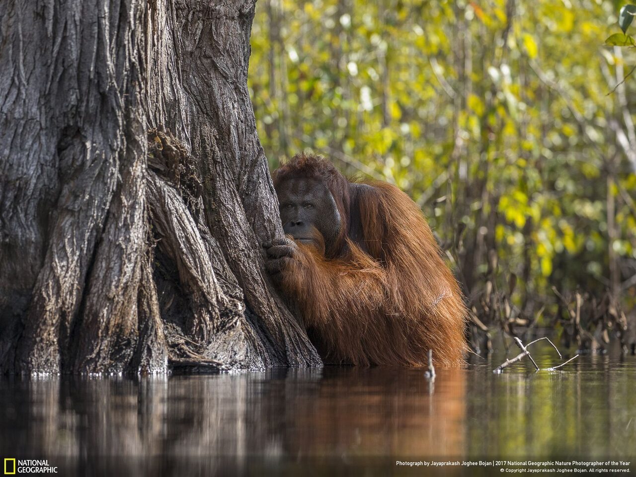 National Geographic GRAND PRIZE wildlife 2017