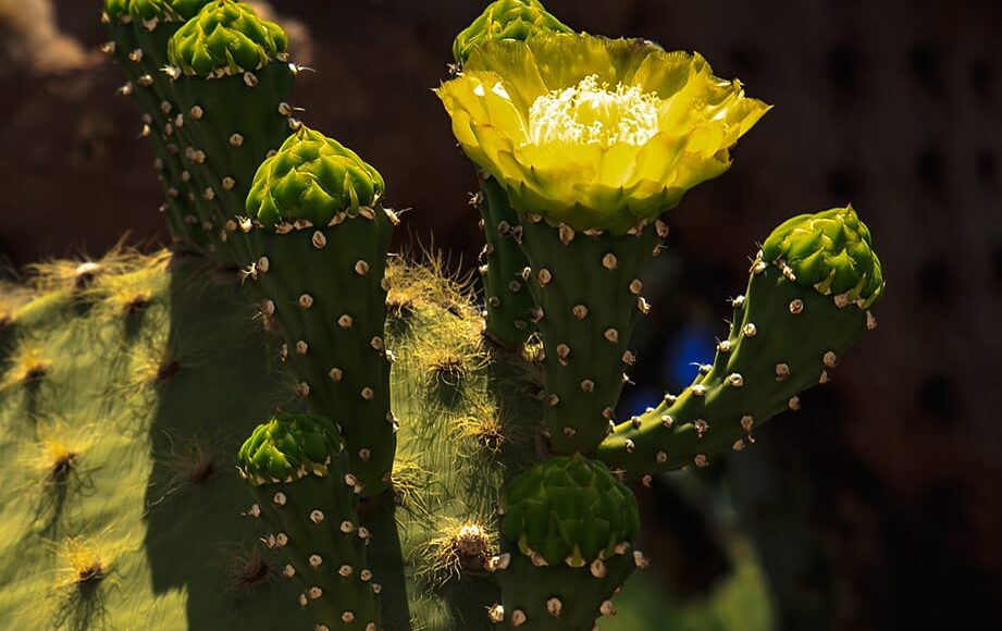 Kaktus-na-ostrově-San-Cristobao