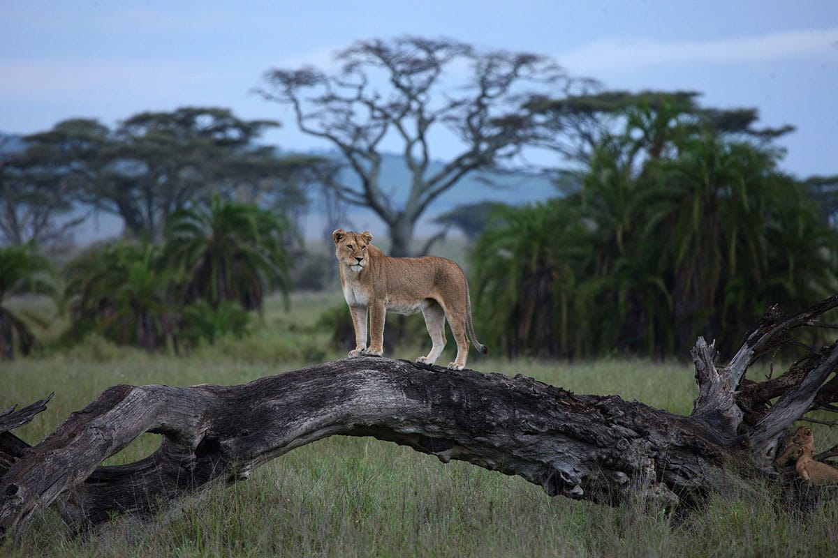 Wildlife in danger. Топ млекопитающих в Африке.