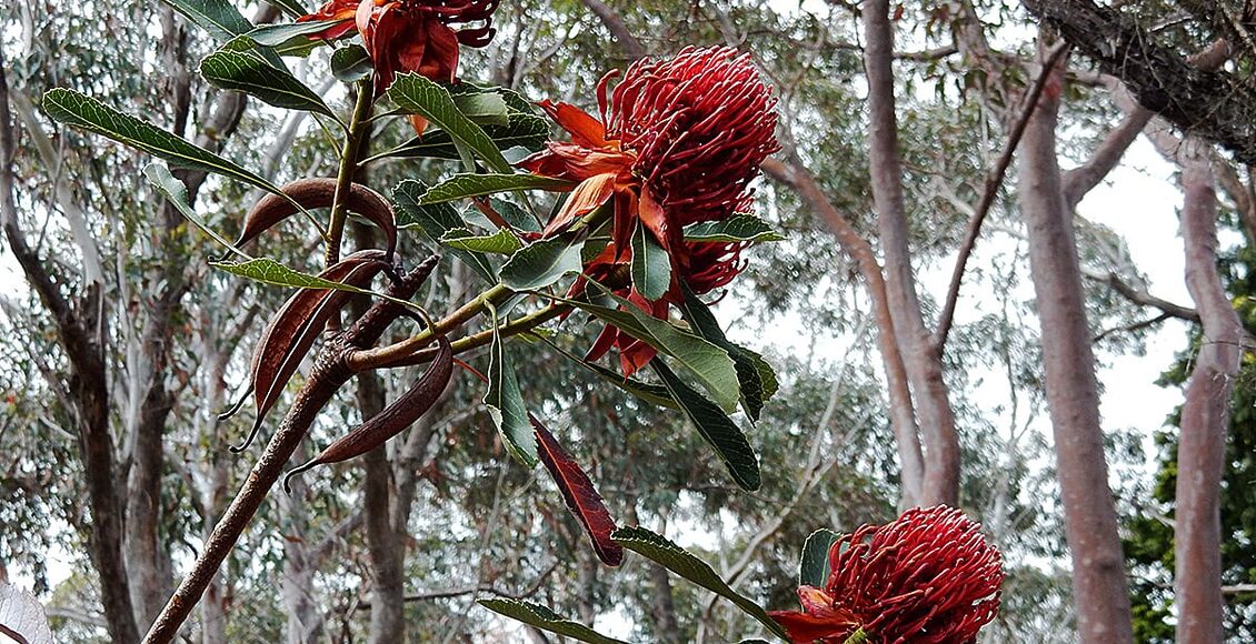 Waratah