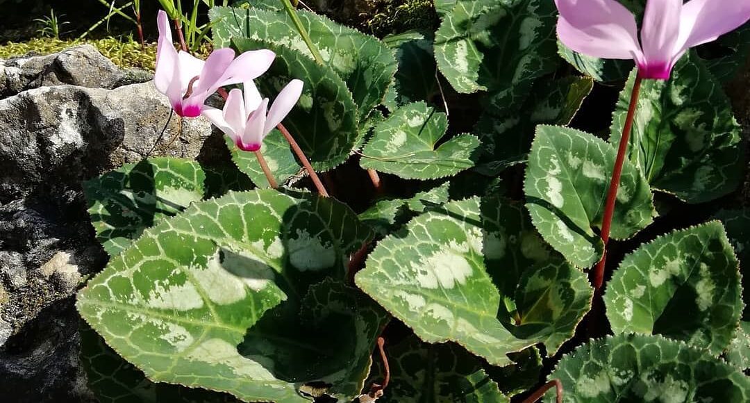 jabalmoussa spending-a-beautiful-sunday-in-jabalmoussa-unes-2-27-2018-12-33-34-pm-l