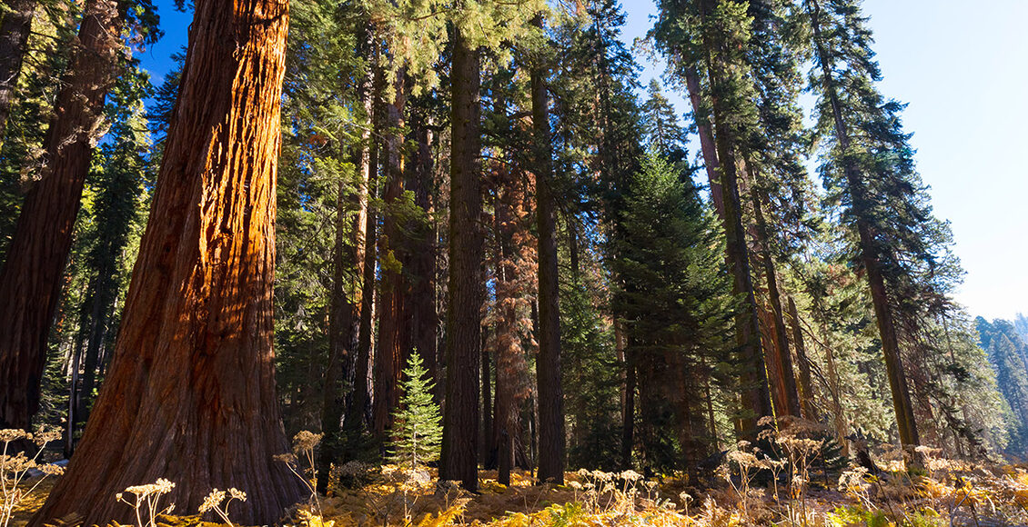 Crescent-Meadow-Picnic-Area-81854622_l