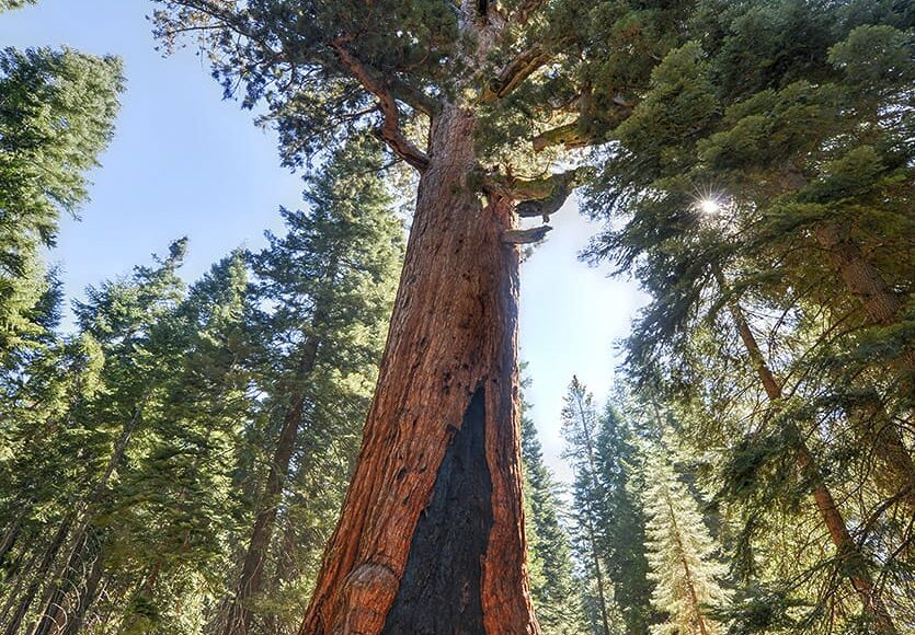 Grizzly-Giant,-oldest-sequoia-in-Yosemite’s-Mariposa-Grove-of-Yosemite-National-Park-30075285_l