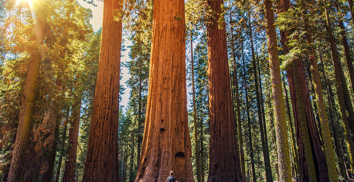 Sequoia-vs-Man.-Giant-Sequoias-Forest-32170070_l