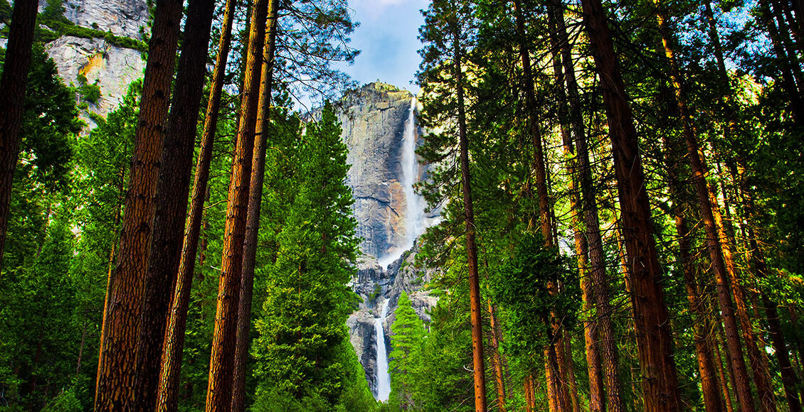Yosemite-Waterfalls-behind-Sequoias-in-Yosemite-National-Park-19194458_l