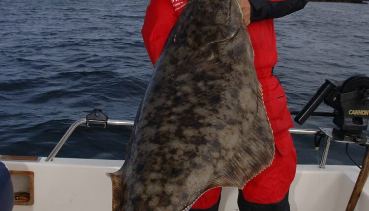 Halibut