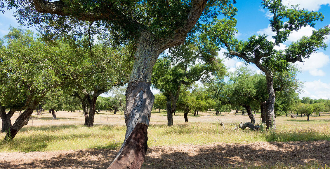 Alentejo-Cork-Oak-Forest—Kent-Wang