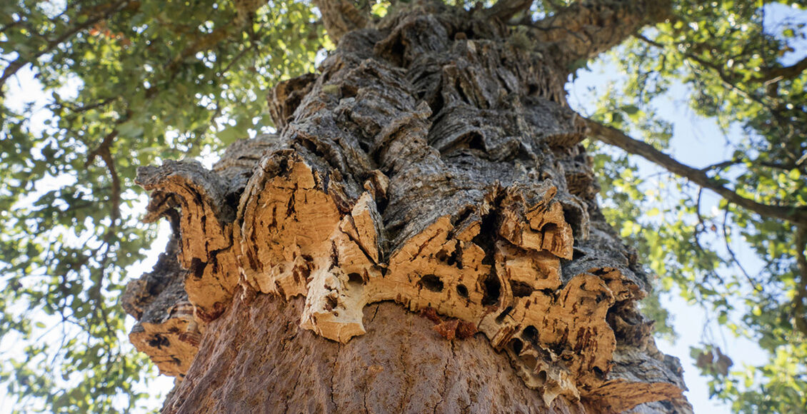 Cork-oak-tree—Thomas-Power