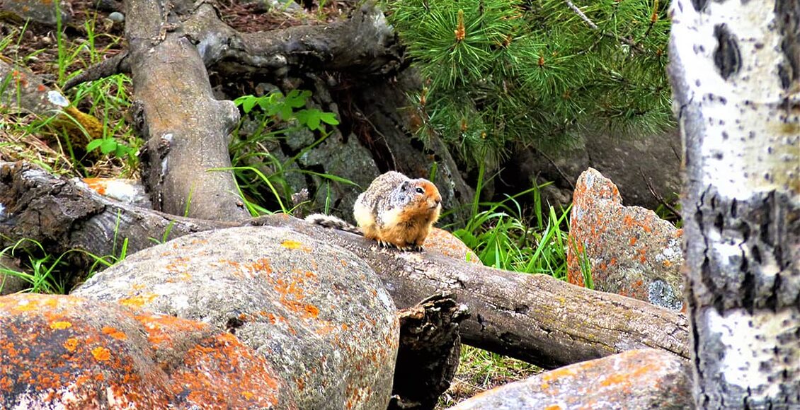 ground-squirrel