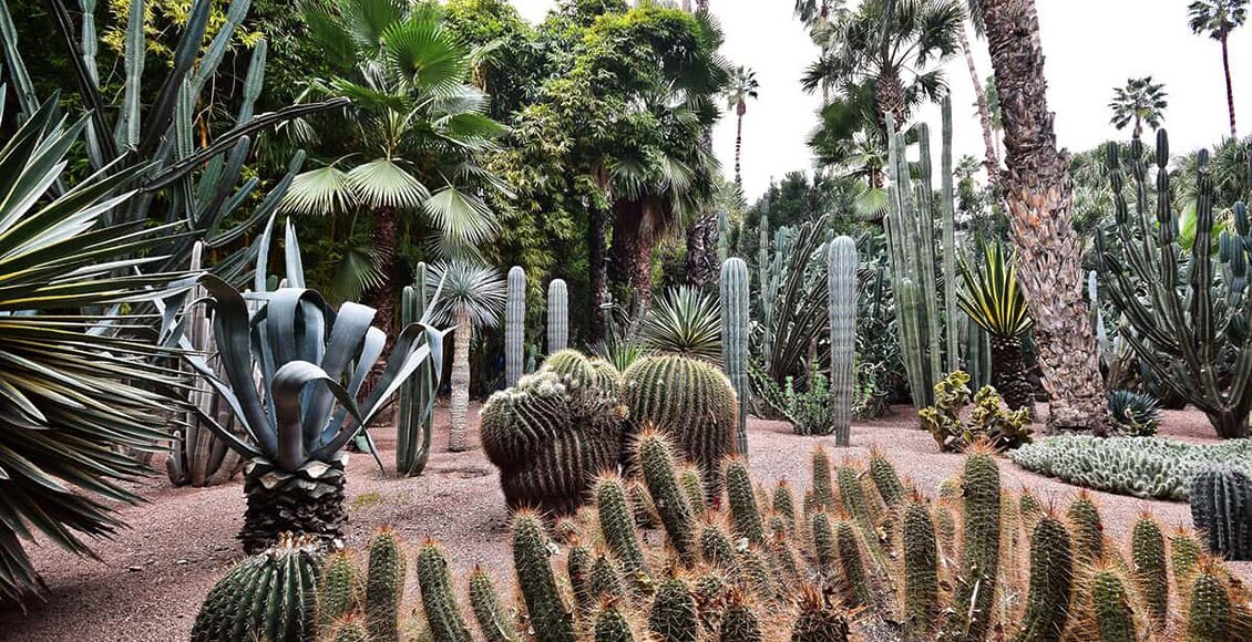 add-3.-Majorelle-jardin