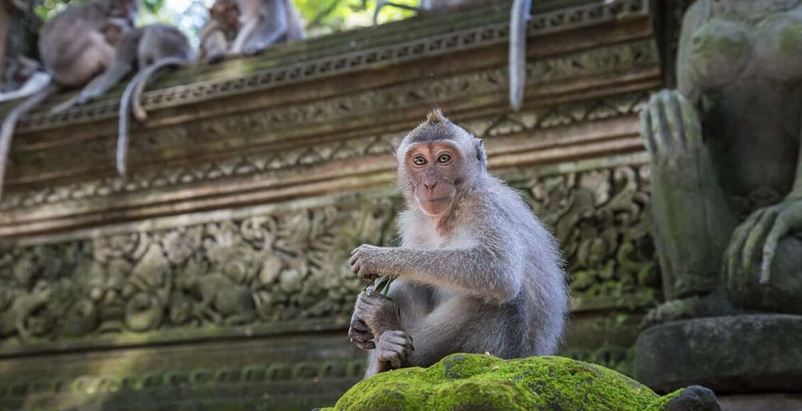 Sacred-Monkey-Forest-Sanctuary-(flickr.com)