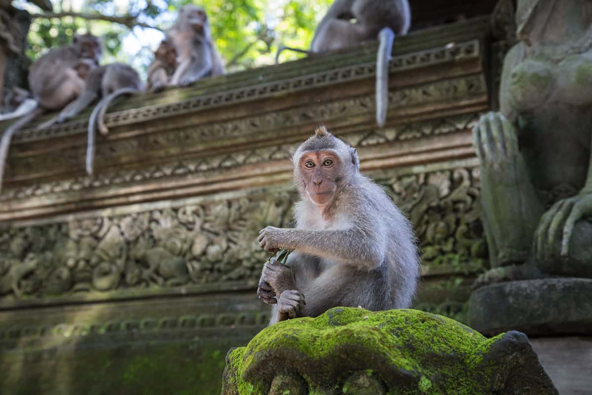 Sacred Monkey Forest Sanctuary