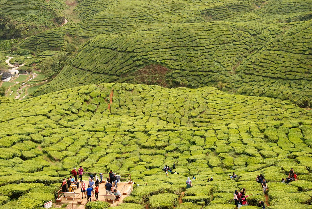 Cameron Highlands a čajové plantáže