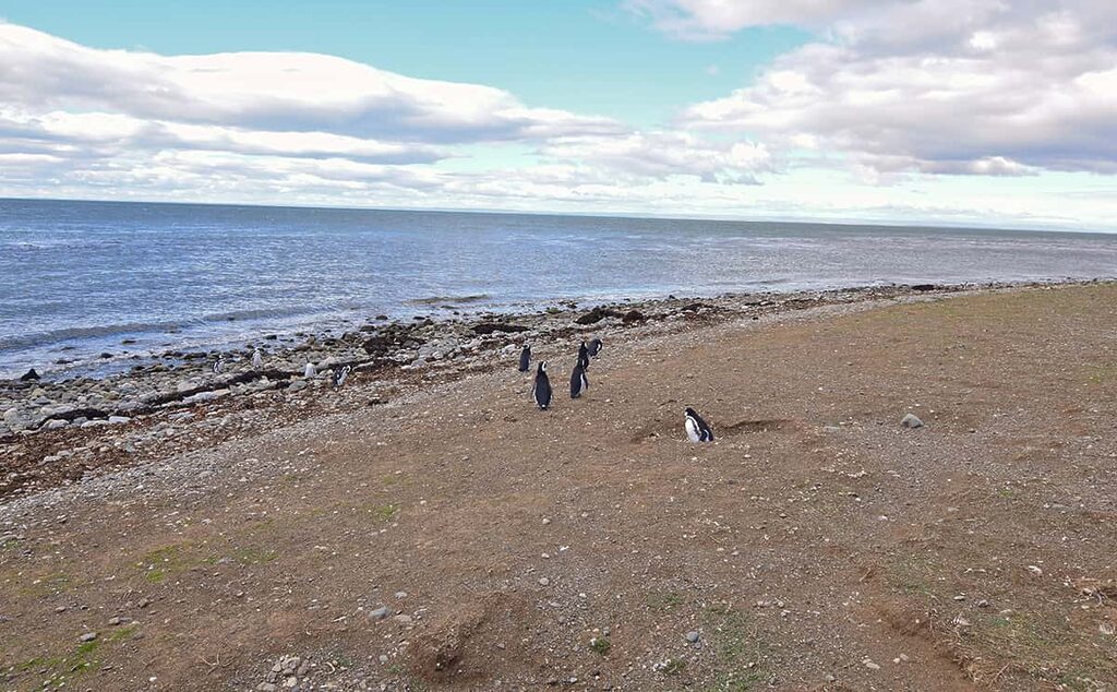 Tučňáci na Isla Magdalena