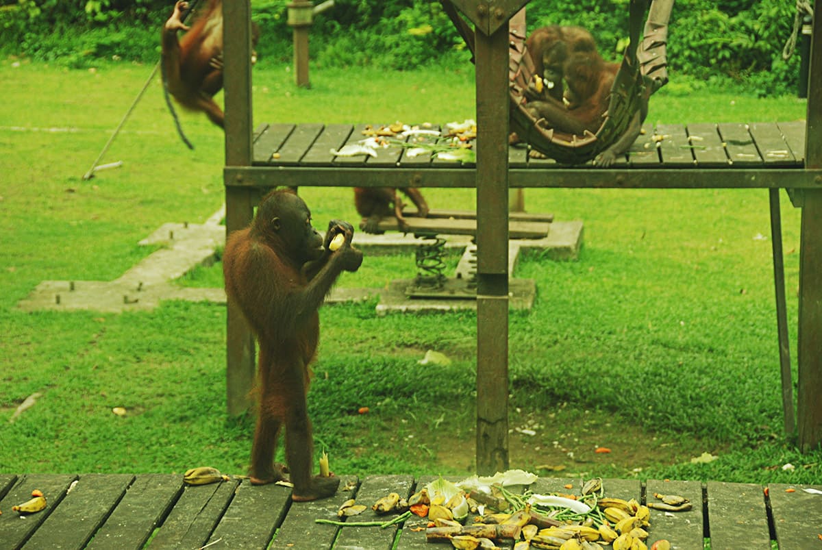 Dovádějící mláďata orangutanů v rehabilitačním centru