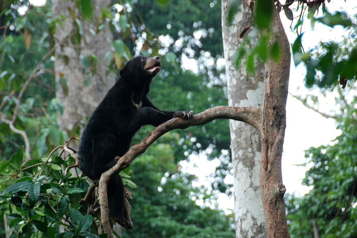 Záchranné centrum malajských medvědů
