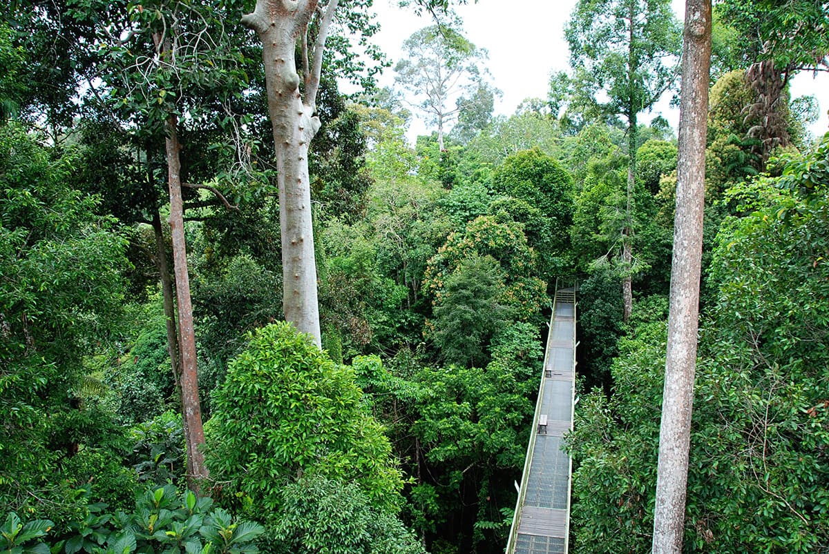 Procházka korunami stromů v Rainforest Discovery Centre