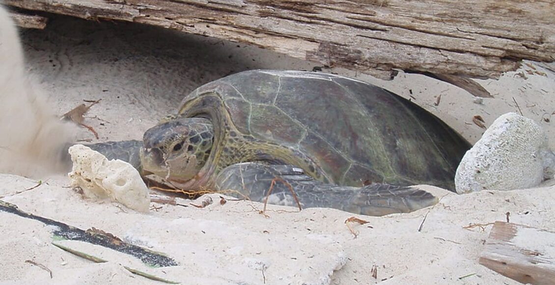 8-©-Pelf—Female_Green_Sea_Turtle