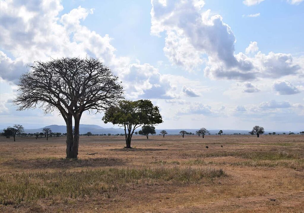 Africká savana