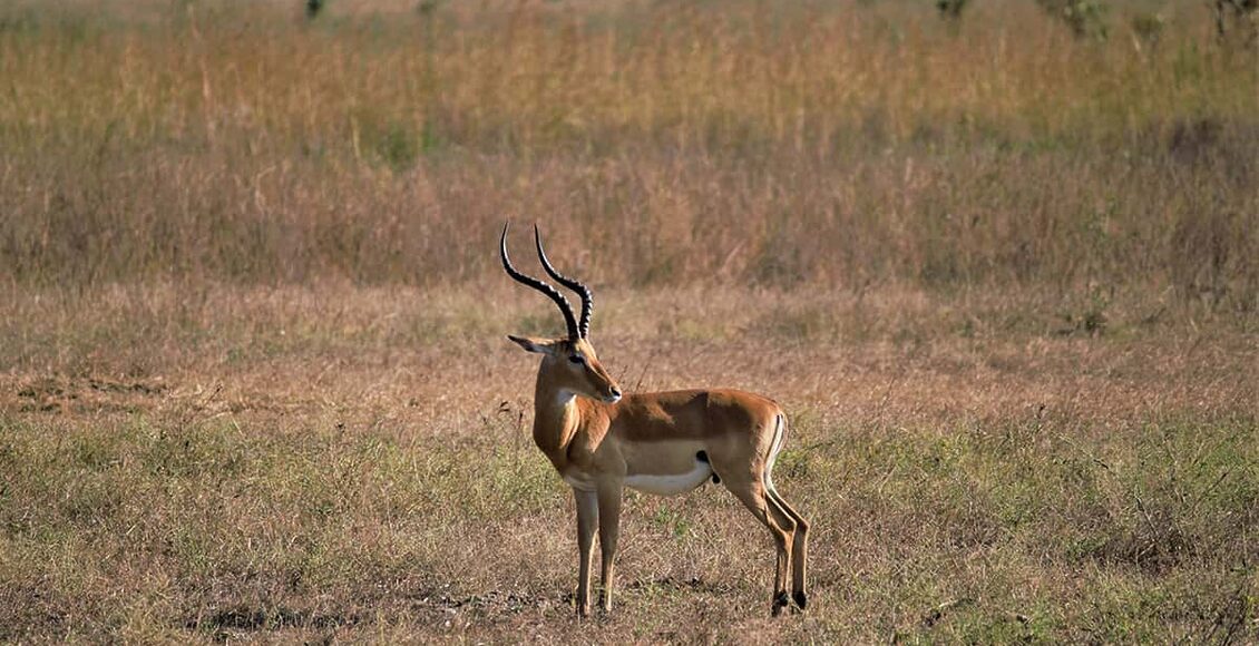 antelope1