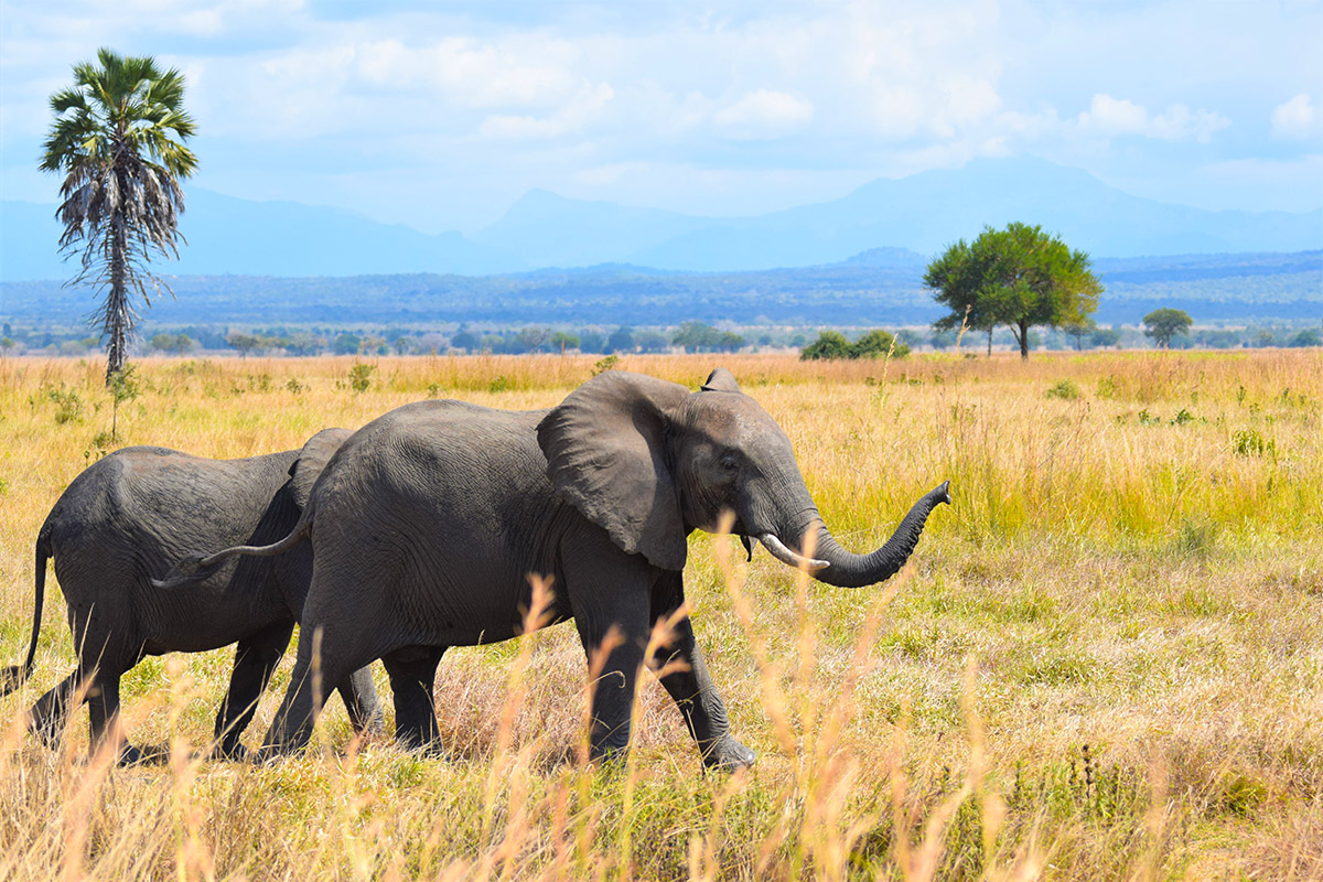 Africké safari