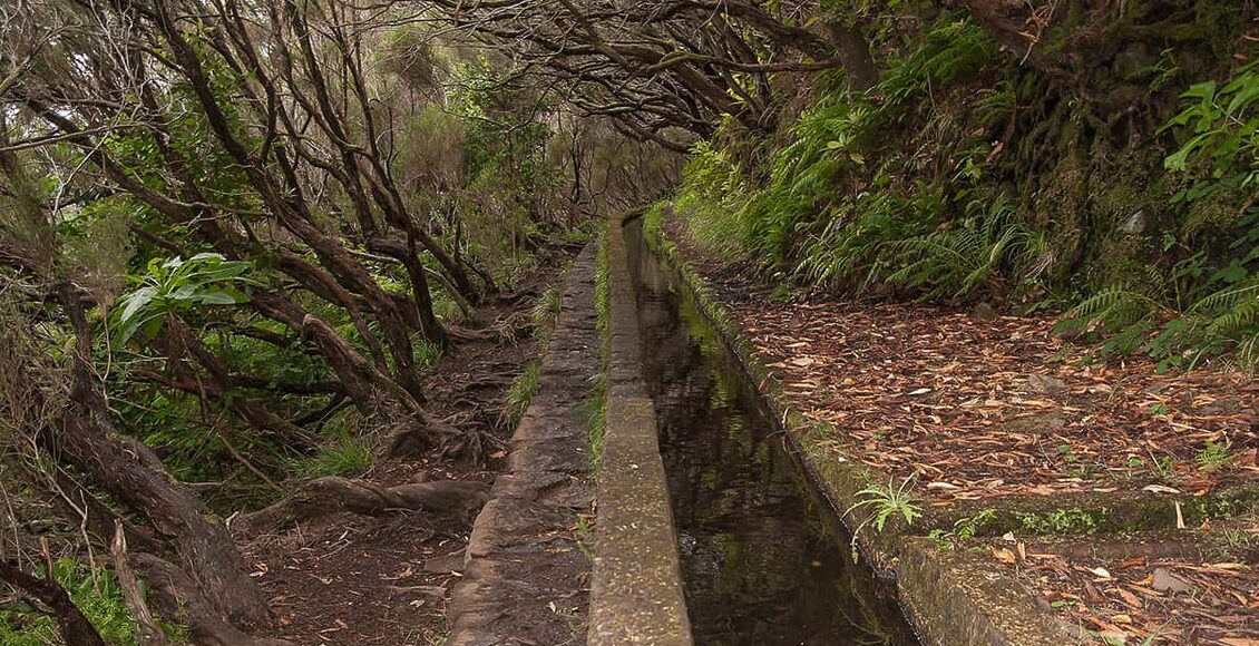 madeira-levady