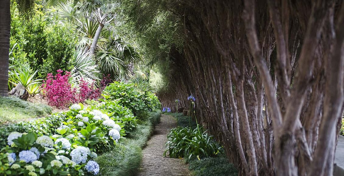 madeira-monte